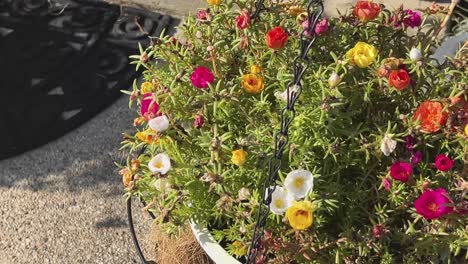 Hanging-pot-with-colorful-flowers-in-the-sunlight-panning-around