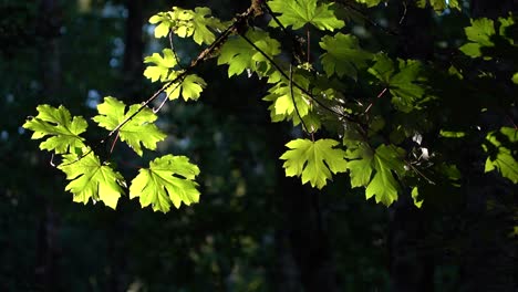 árbol-De-Arce-Que-Sopla-En-El-Viento