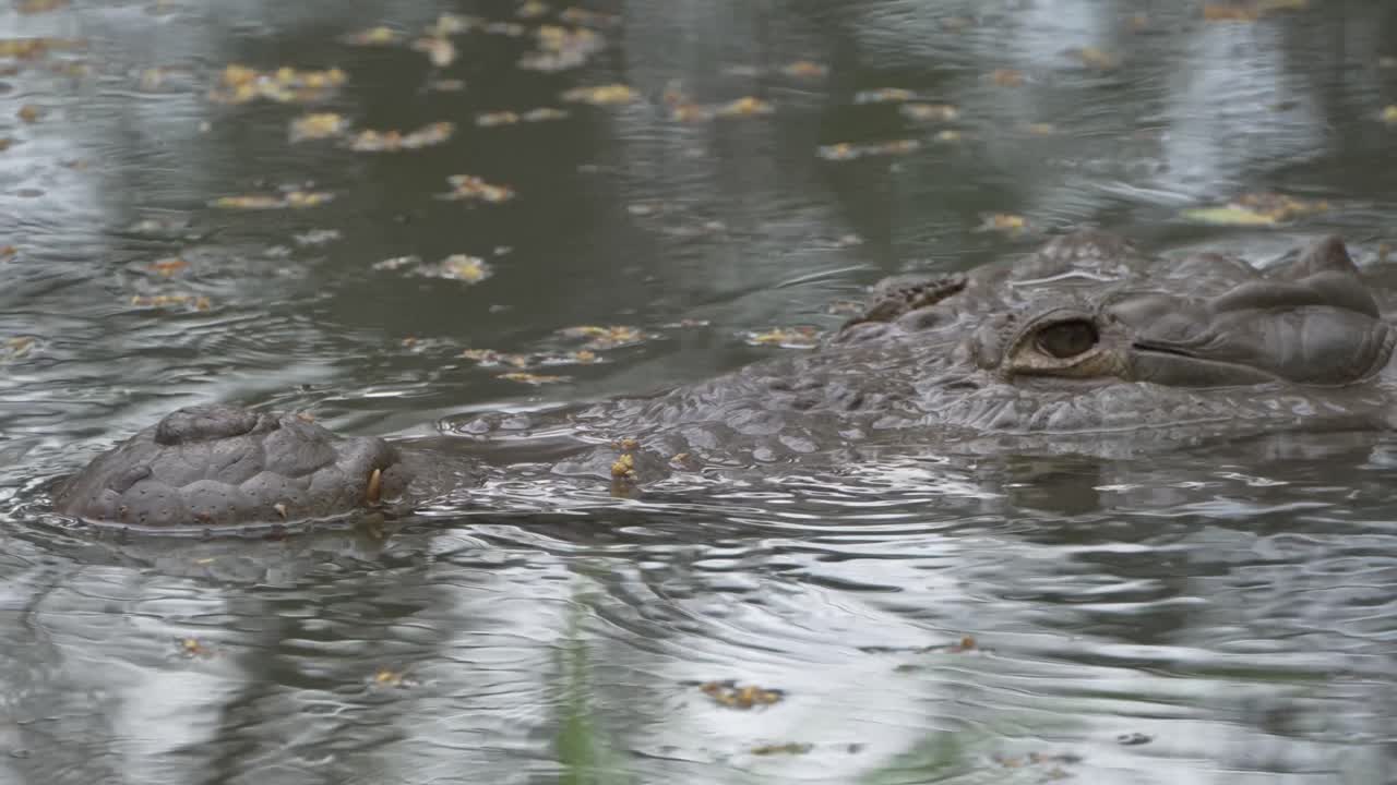cocodrilo nadando bajo el agua con el ojo en la cámara