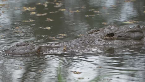 crocodile swimming under water with eye on camera