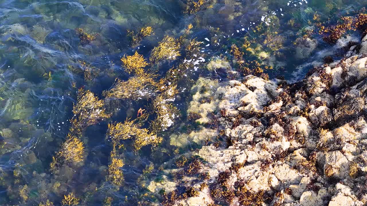 Sunlit tidal pool reveals seaweed, rocks, and clear water with gentle camera movement overhead
