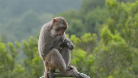 singe sauvage à l'extérieur