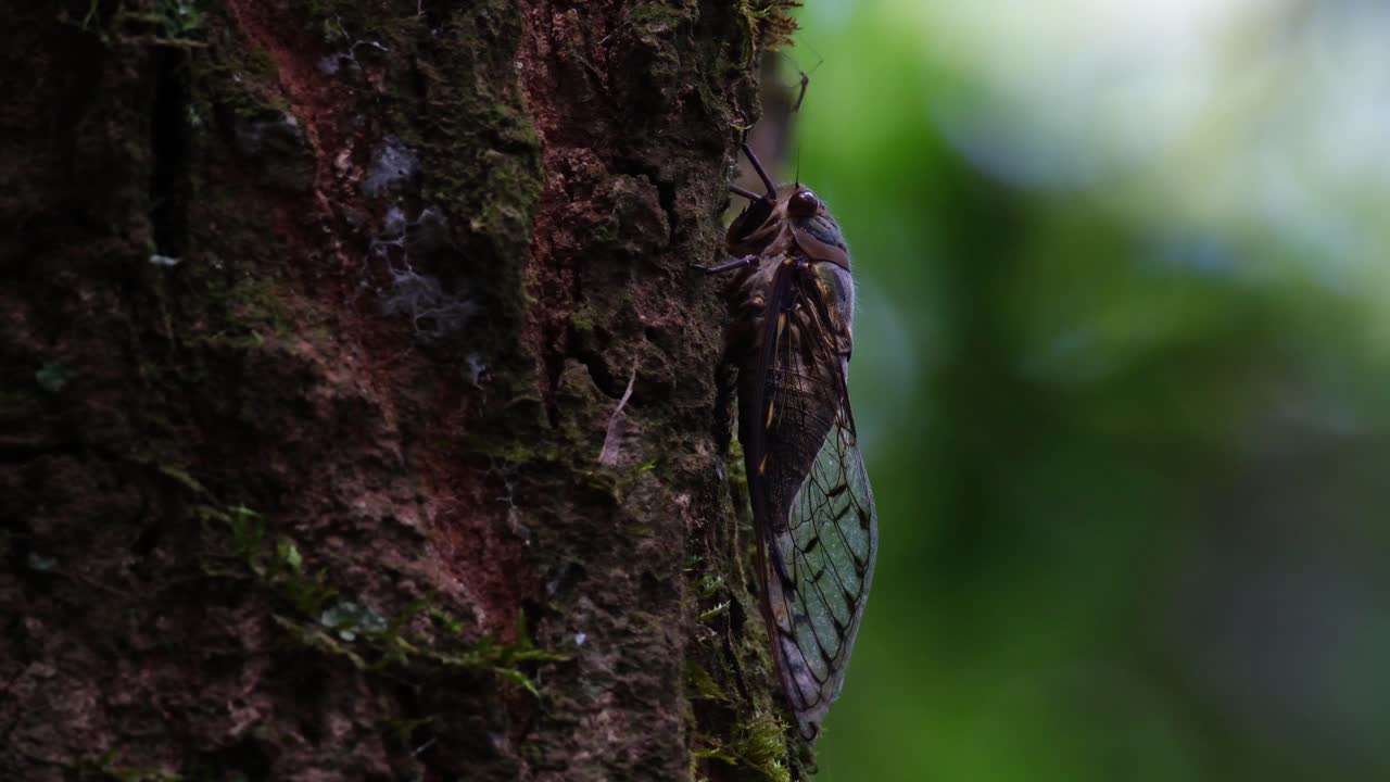 descansando en la corteza de un árbol mirando hacia arriba mientras otro insecto, parece un gran mosquito, está delante de él, cigarra, hemiptera, tailandia