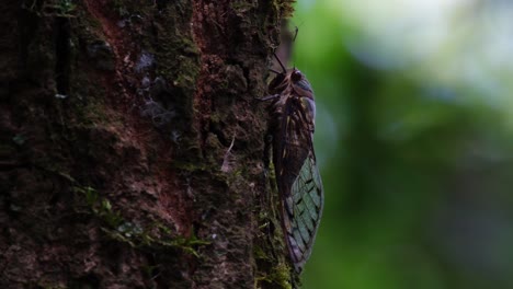 Ruht-Auf-Der-Rinde-Eines-Baumes-Mit-Dem-Gesicht-Nach-Oben,-Während-Sich-Davor-Ein-Anderes-Insekt,-Das-Wie-Eine-Große-Mücke-Aussieht,-Zikade,-Hemiptera,-Thailand-Befindet