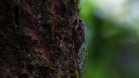 resting on the bark of a tree facing up while another insect, looks like a big mosquito, is in front of it, cicada, hemiptera, thailand