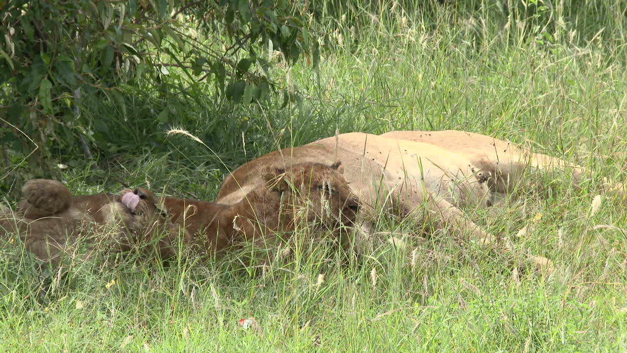 leeuwenwelpen spelen en ontspannen samen met volle buik, maasai mara, kenia