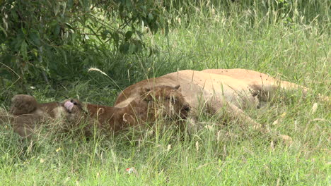 Lion-cubs-playing-and-relaxing-together-with-full-belly,-Maasai-Mara,-Kenya