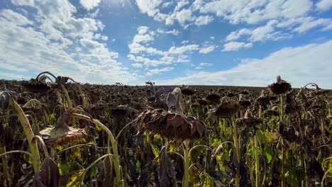 The Dry Climate Destroyed Crops and Crops Drought of the Sunflower Field the Dry Climate Destroyed Crops and Crops Withered Sunflowers in the Field in Summer