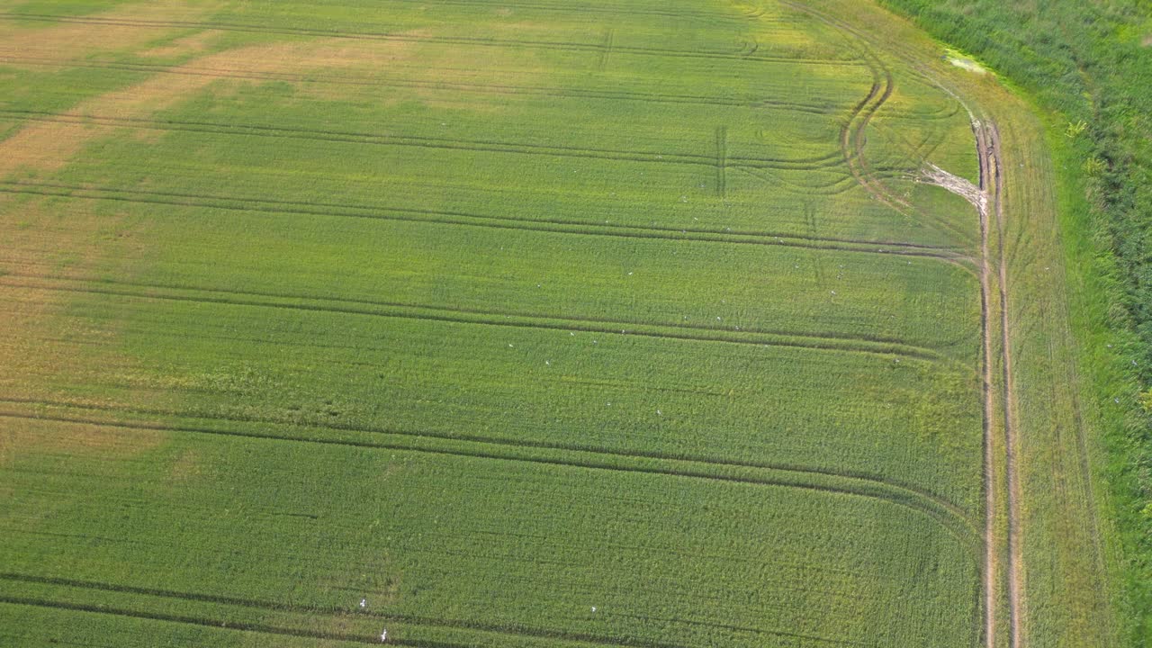 carretera rural que atraviesa tierras de cultivo durante la noche de verano