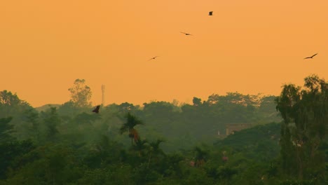 eagles soar through forest with orange sunset sky haze