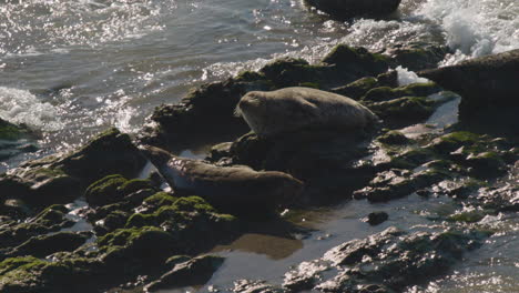 Focas-Tumbadas-En-Las-Rocas-De-La-Playa-Mientras-Las-Olas-Llegan-Y-Chocan-En-Cámara-Lenta-1080p-120-Fps