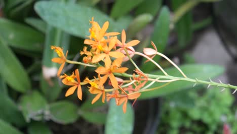 hermosa orquídea de epidendro cinnabarinum