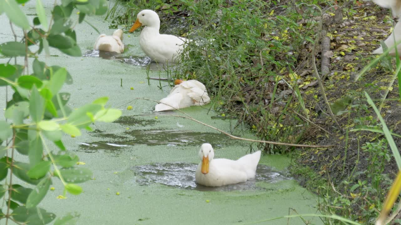 Ducks swimming in green algae pond nature scene wildlife tranquil environment close-up view