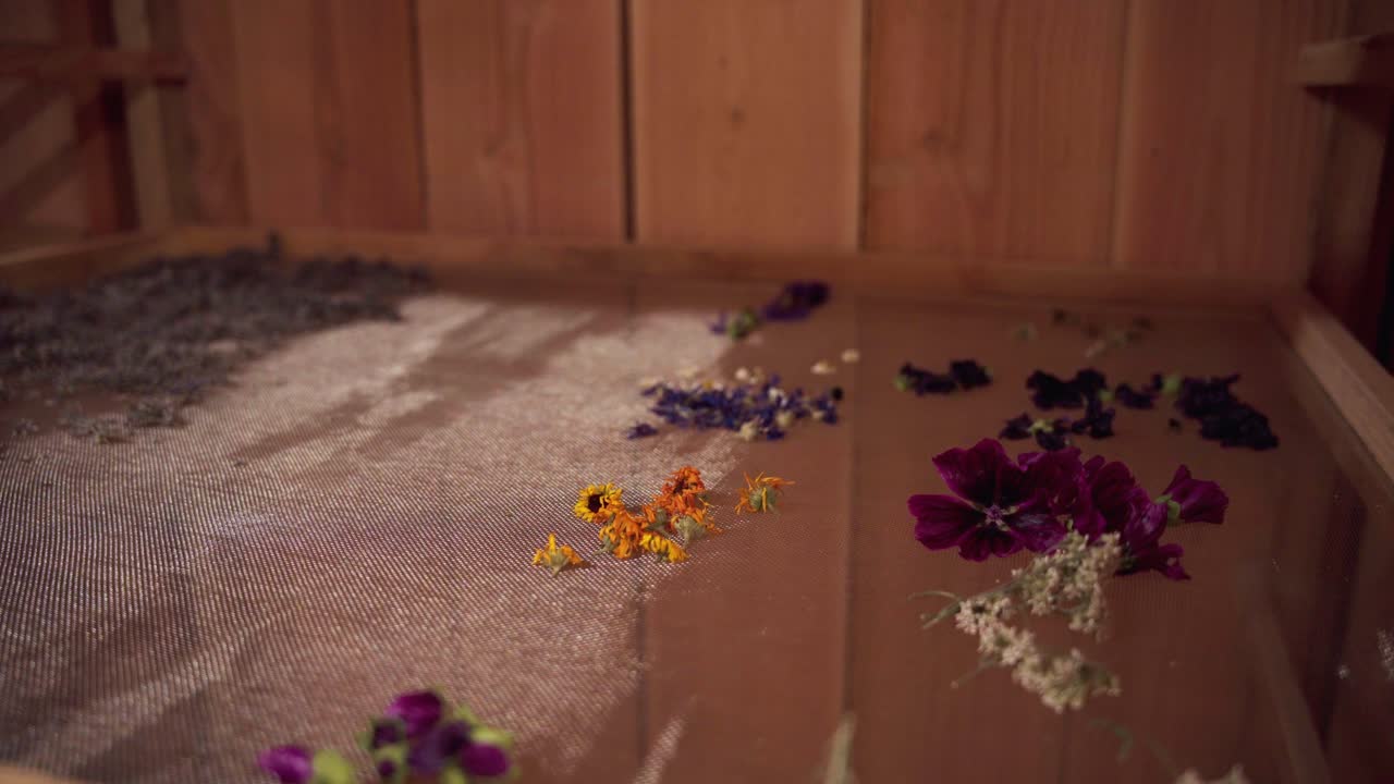 Gule og røde blomster er lagt ud på rammer til tørring, blomster af morgenfruer og roser