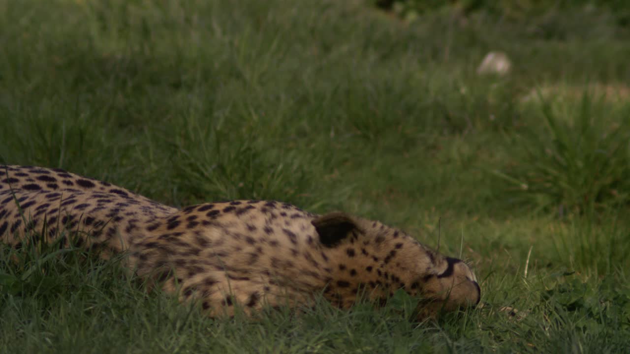 치타가 초 느린 동작으로 풀을 즐기고 있습니다.