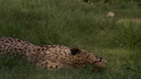 Gepard-Genießt-Das-Gras-In-Superzeitlupe