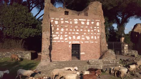 Rebaño-De-Cabras-Pasando-Por-El-Monumento-Funerario-En-La-Vía-Apia-En-Roma-En-Un-Día-Soleado