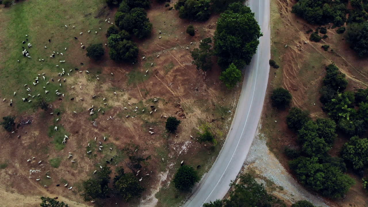 자연으로 둘러싸인 구불구불한 도로 옆 들판에 펼쳐진 양 떼의 오버헤드 샷