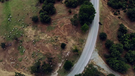 Overhead-shot-of-a-heard-of-sheeps-spread-out-on-a-field-next-to-a-serpentine-road-–-surrounded-with-nature