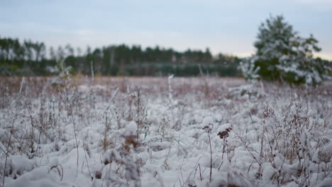 Lawn-covered-white-snow-in-front-winter-forest-close-up.-Snow-covered-dry-grass