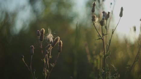 close-up of dry thistle plants in a field at sunset