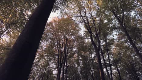 Flying below the beautiful autumn forest trees -low aerial