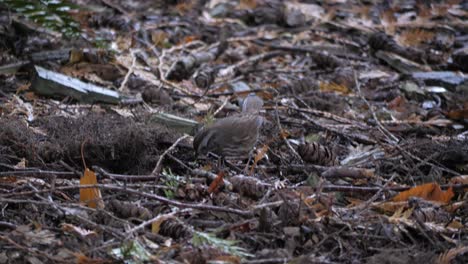 un pequeño pájaro salta y picotea el suelo del bosque