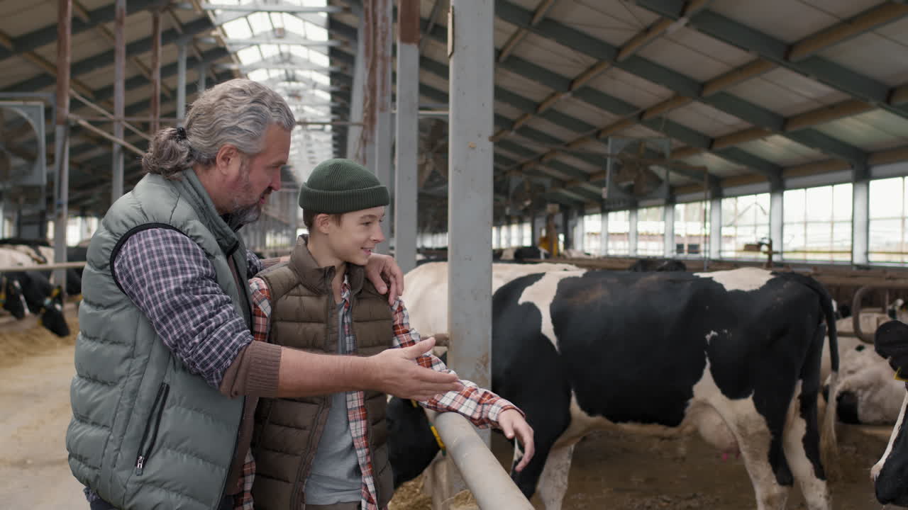 Man and Boy Looking at Cows at Family Dairy Farm
