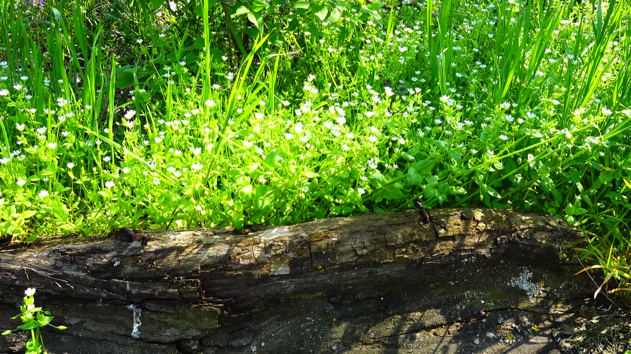 Spring flowers in a grass