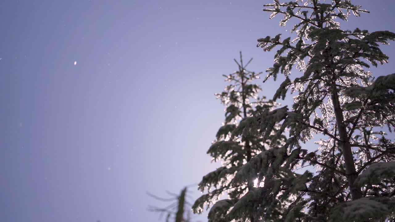 봄 해동 동안 상록수에서 눈이 녹는 슬로우 모션 샷