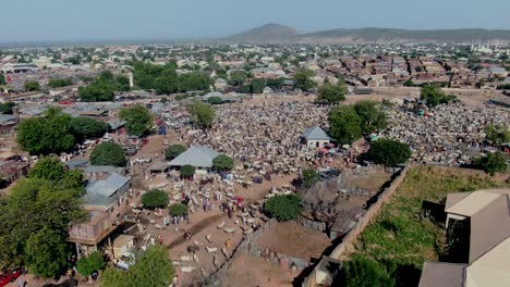 The-busy-cattle-market-in-Gombe,-Nigeria---aerial-push-in-flyover