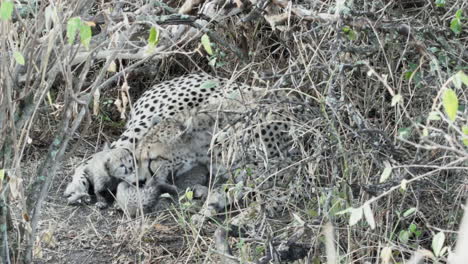 mama cheetah with playful cubs hidden in undergrowth, licking fur, medium shot