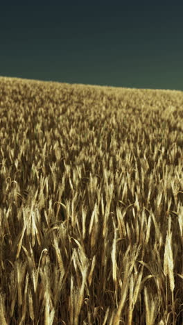 golden wheat field at sunset