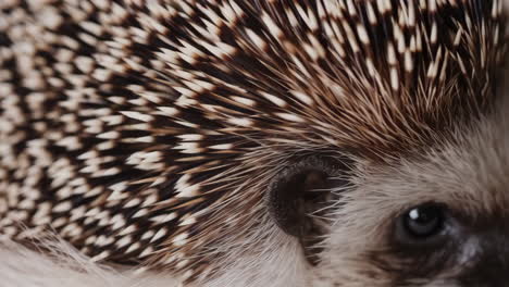 close-up of a hedgehog