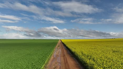 canola épica y avión no tripulado cielo disparado con avión no tripulado viajando por la línea de cultivos en australia
