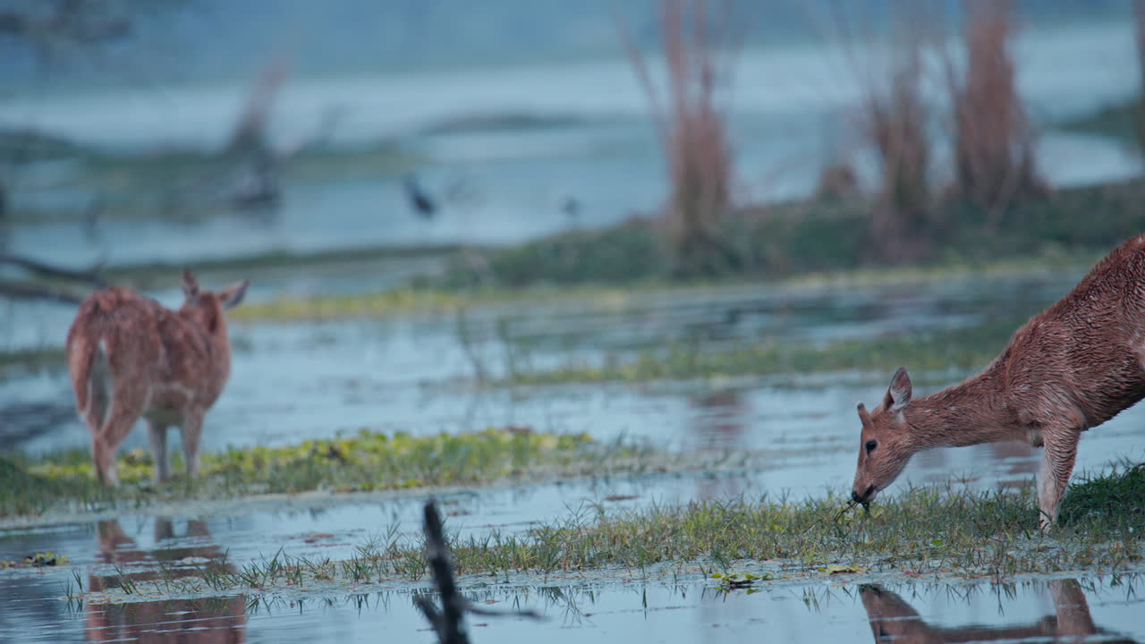 Cervo porcino che pascola pacificamente vicino a una palude in un ecosistema naturale, mostrando un tipico comportamento alimentare. Riflesso sull'acqua del lago.