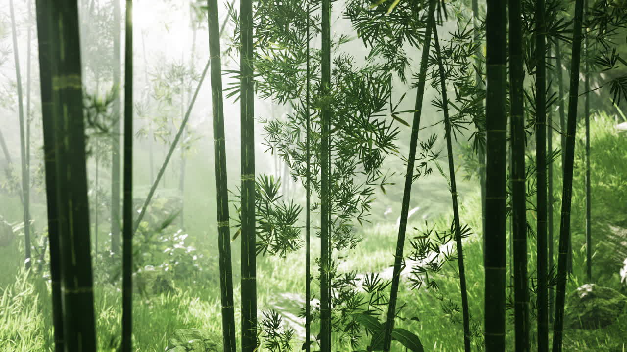 동남아시아 의 열대 정글