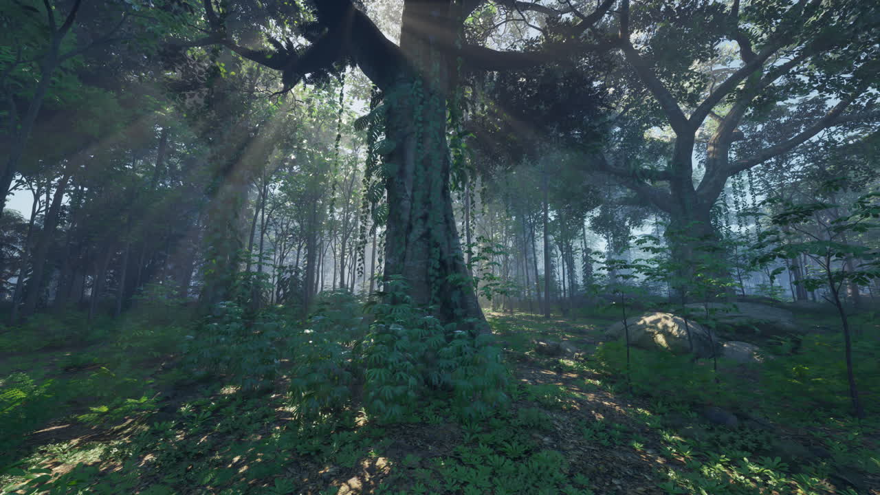 빛이 비치는 안개 숲