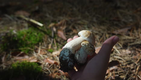 mano sosteniendo dos setas porcini en el bosque