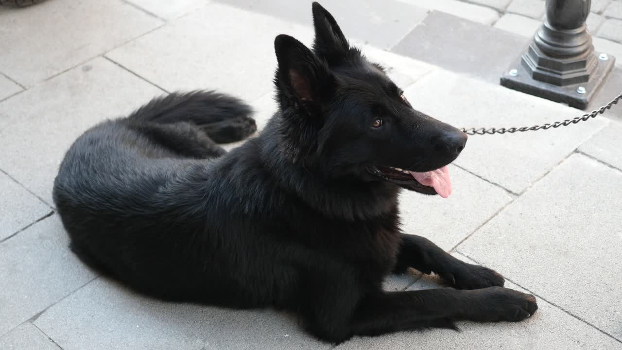 거리 위 에 누워 있는 검은색 독일 목자 개
