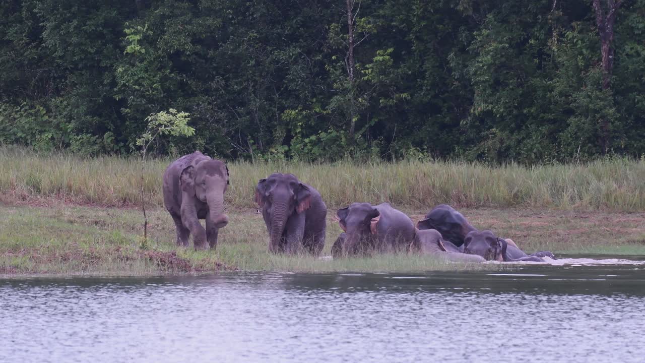 The Asiatic Elephants are Endangered and this herd is having a good time playing and bathing in a lake at Khao Yai National Park