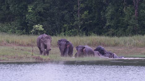 the asiatic elephants are endangered and this herd is having a good time playing and bathing in a lake at khao yai national park