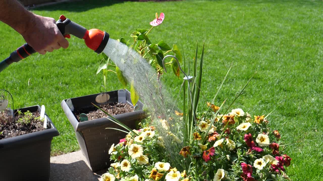 외부에 있는 피튜니아 꽃에 물을 주는 호스 노즐 - 180fps 슬로우 모션