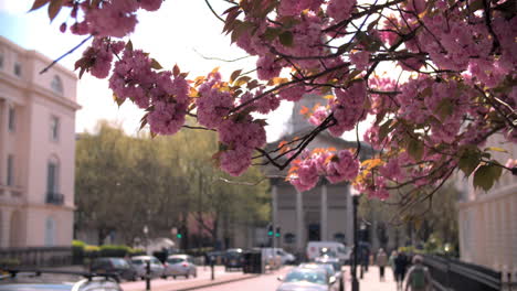 spring cherry blossom in city street, marylebone, london