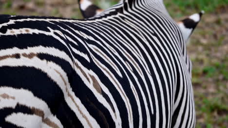 zebra stripes