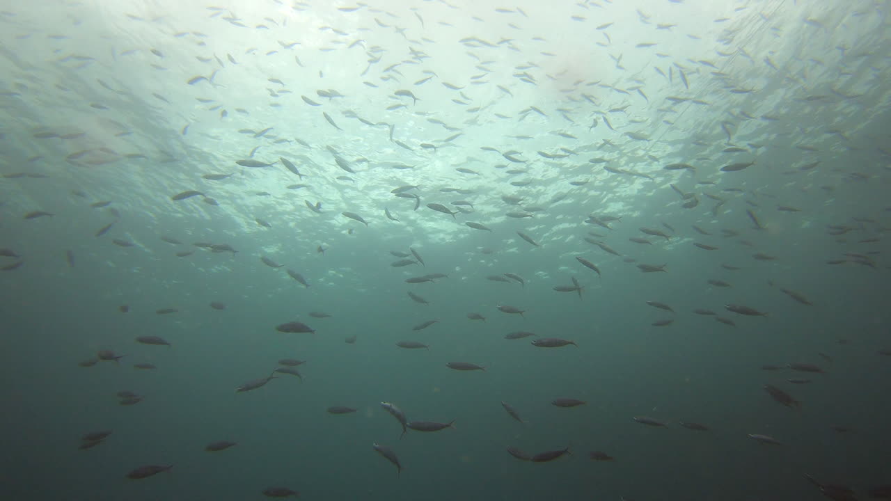 There's more life found in the sea than on land