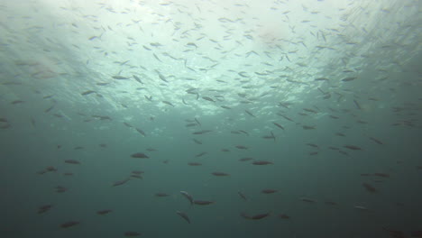 hay más vida en el mar que en la tierra.