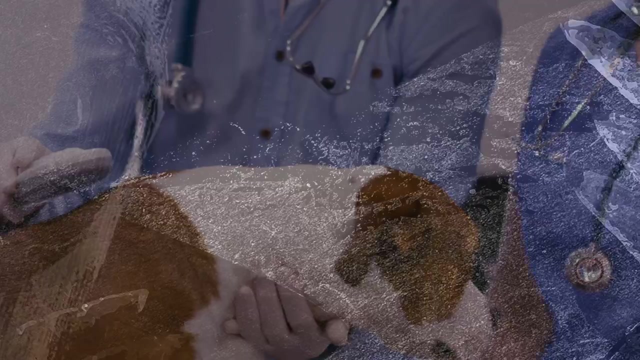 Vertical video: Two clinicians scanning dog on exam table, using handheld probe for vet diagnosis