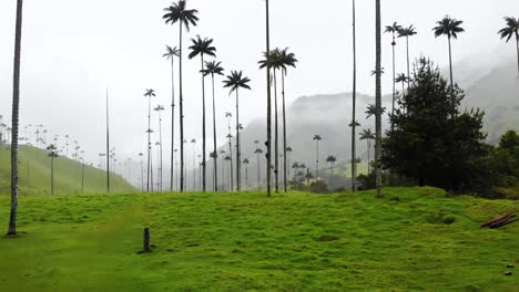 fotografía aérea baja volando hacia altas palmeras de cera en el valle de cocora, colombia