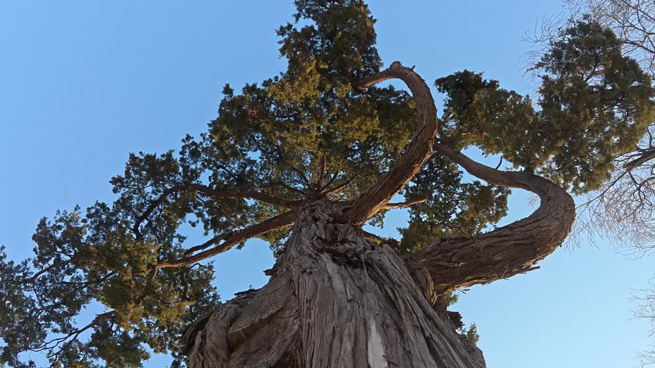 The Sierra Juniper (Juniperus grandis) Against Blue Sky. Low Angle, Orbiting Shot